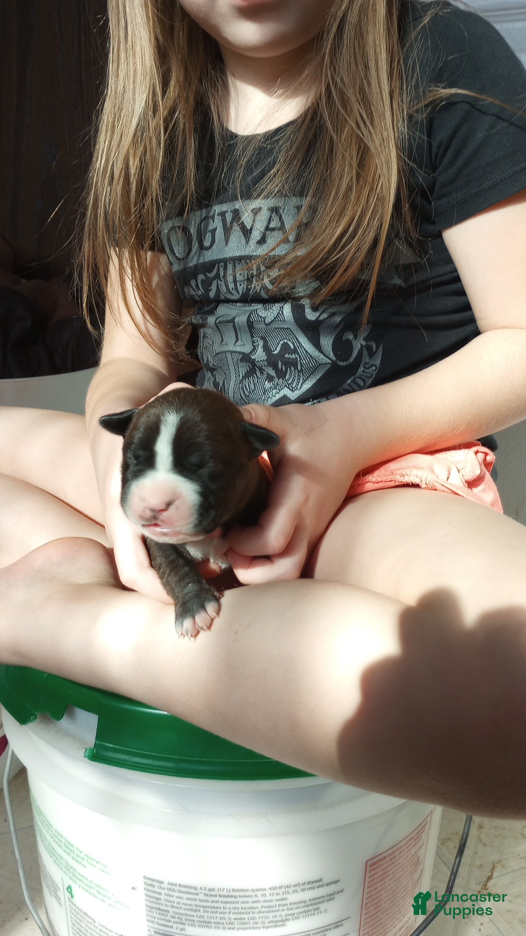 American Bully dogs Jaclyn Bouzakis - Ad 20