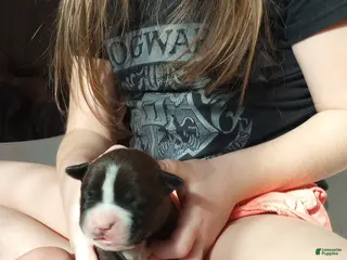 American Bully dogs Jaclyn Bouzakis - Ad 20