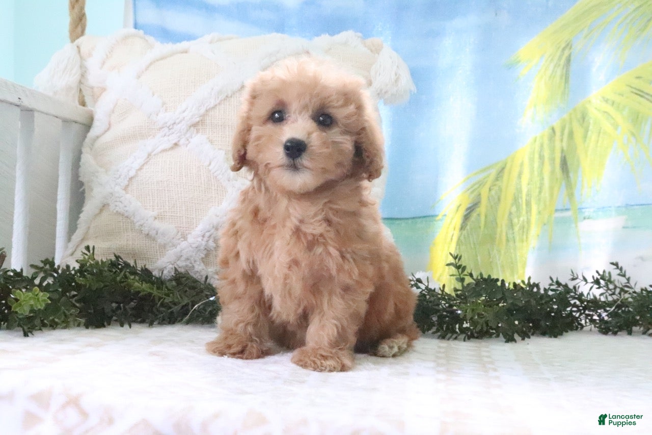 Cavapoo dogs Nicky - Ad 2