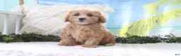 Cavapoo dogs for sale: Nicky - Ad 5