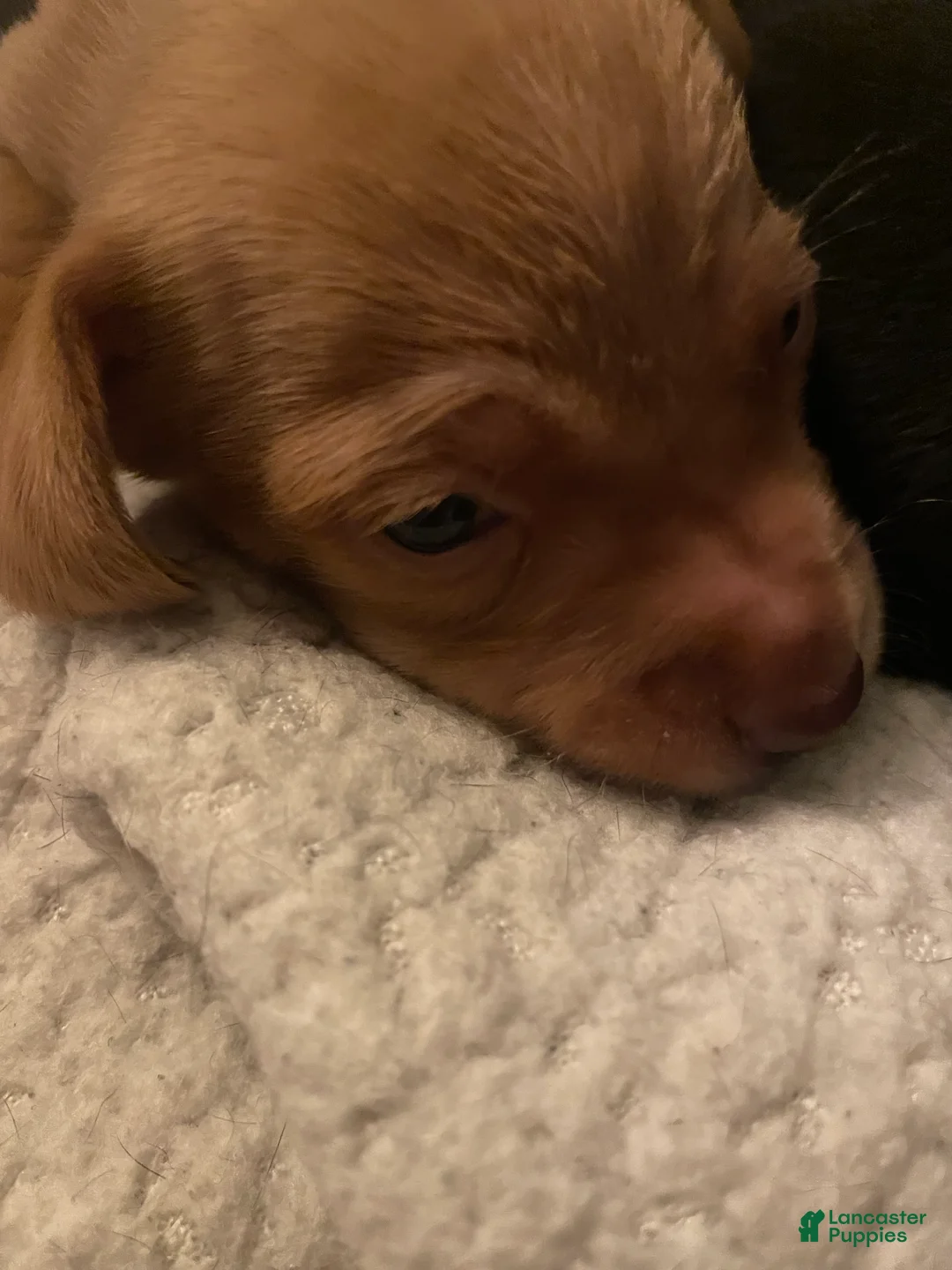 Miniature Dachshund dogs for sale: Miniature Dachshund Puppy 3 - Ad 2