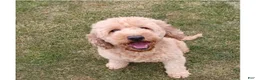 Mini Goldendoodle dogs for sale: Mini Goldendoodle Puppy 4 - Ad 2