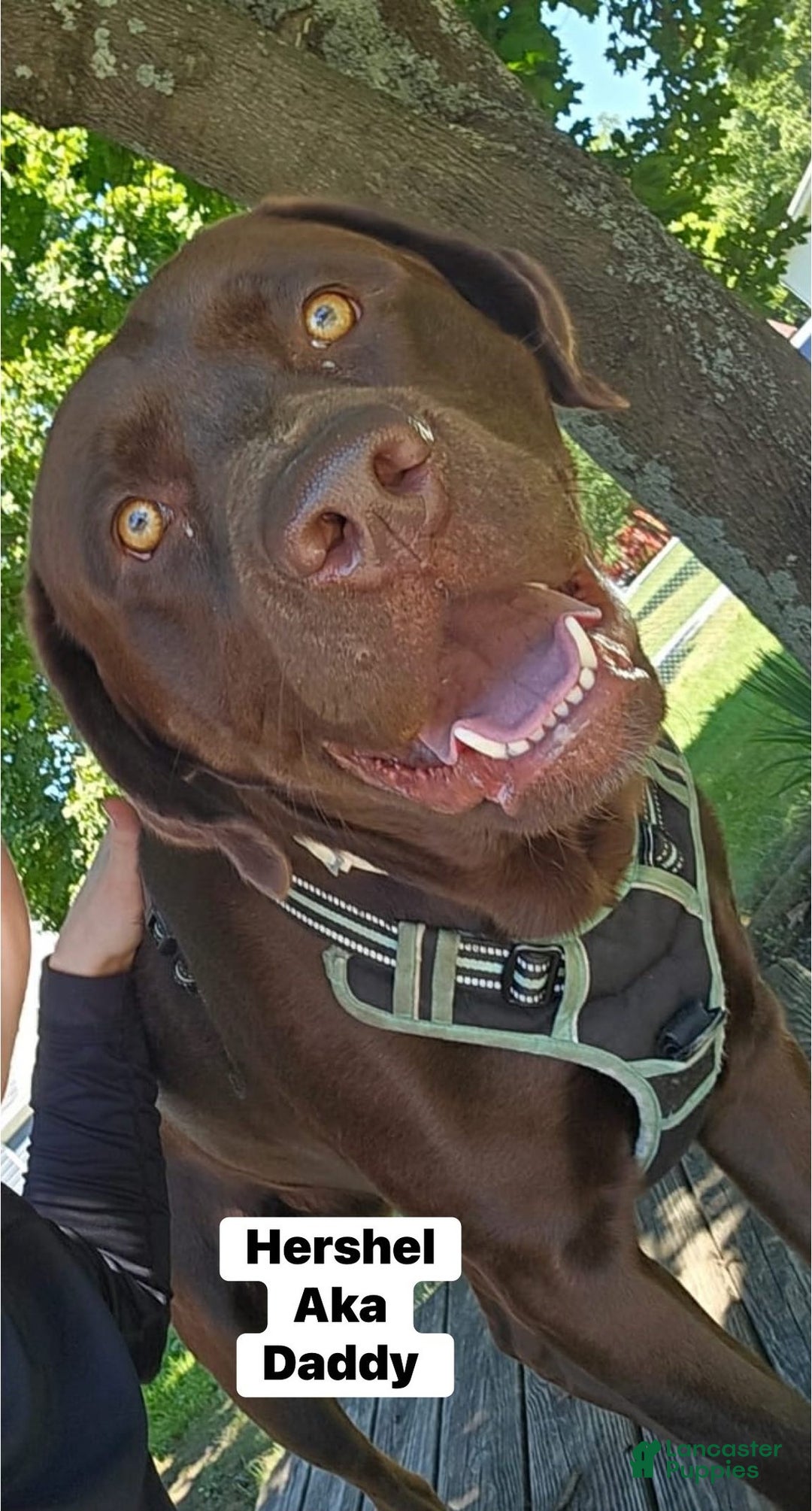 Mixed Breed dogs for sale: Carmella / Cinimini / Honey / Albany / Mini zoo / midnight - Ad 16