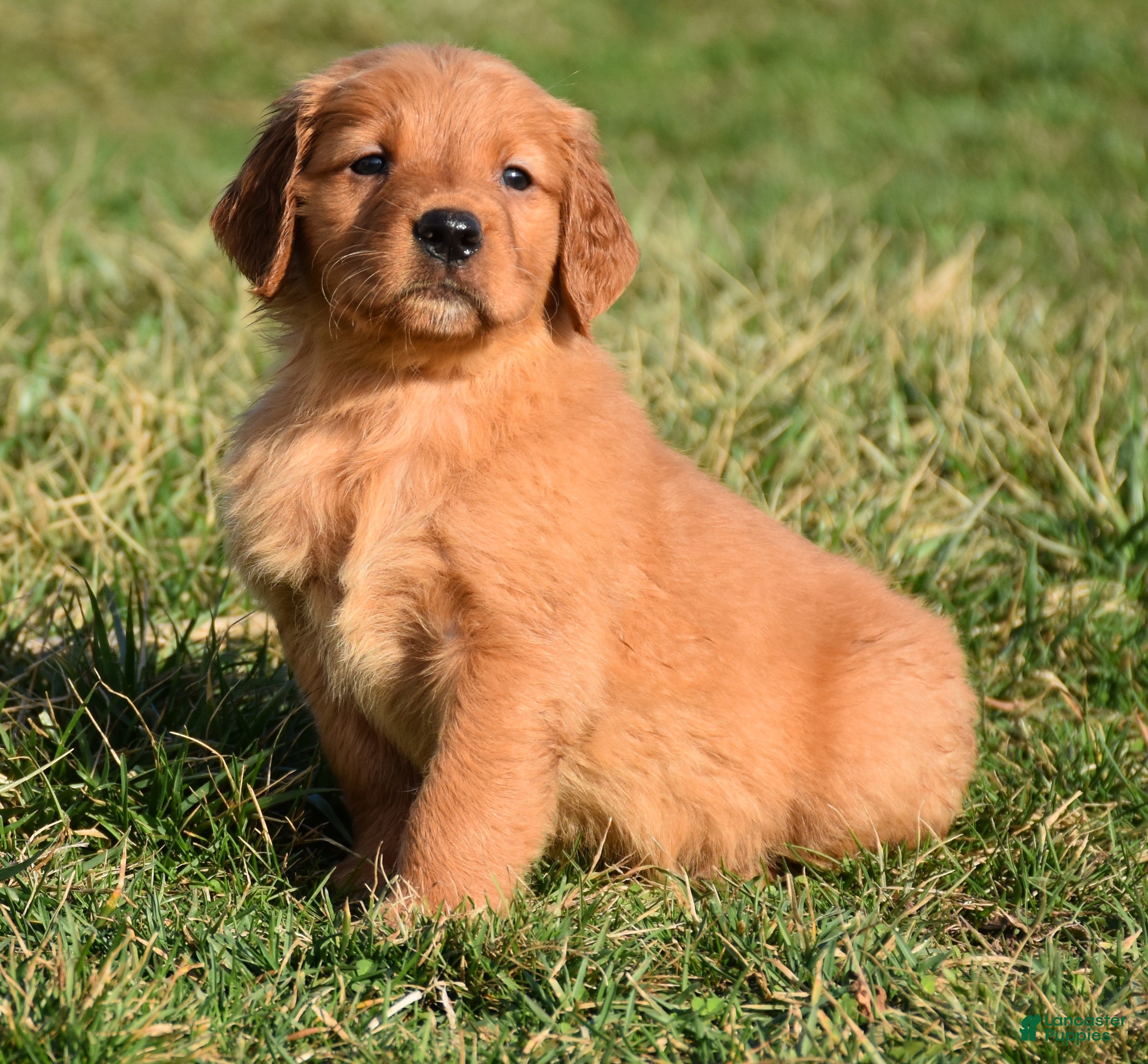 Golden Retriever dogs Tammy     Genetic/OFA - Ad 1