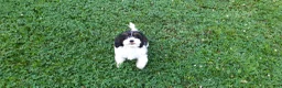 Cavapoo dogs for sale: Cavapoo 2 - Ad 1