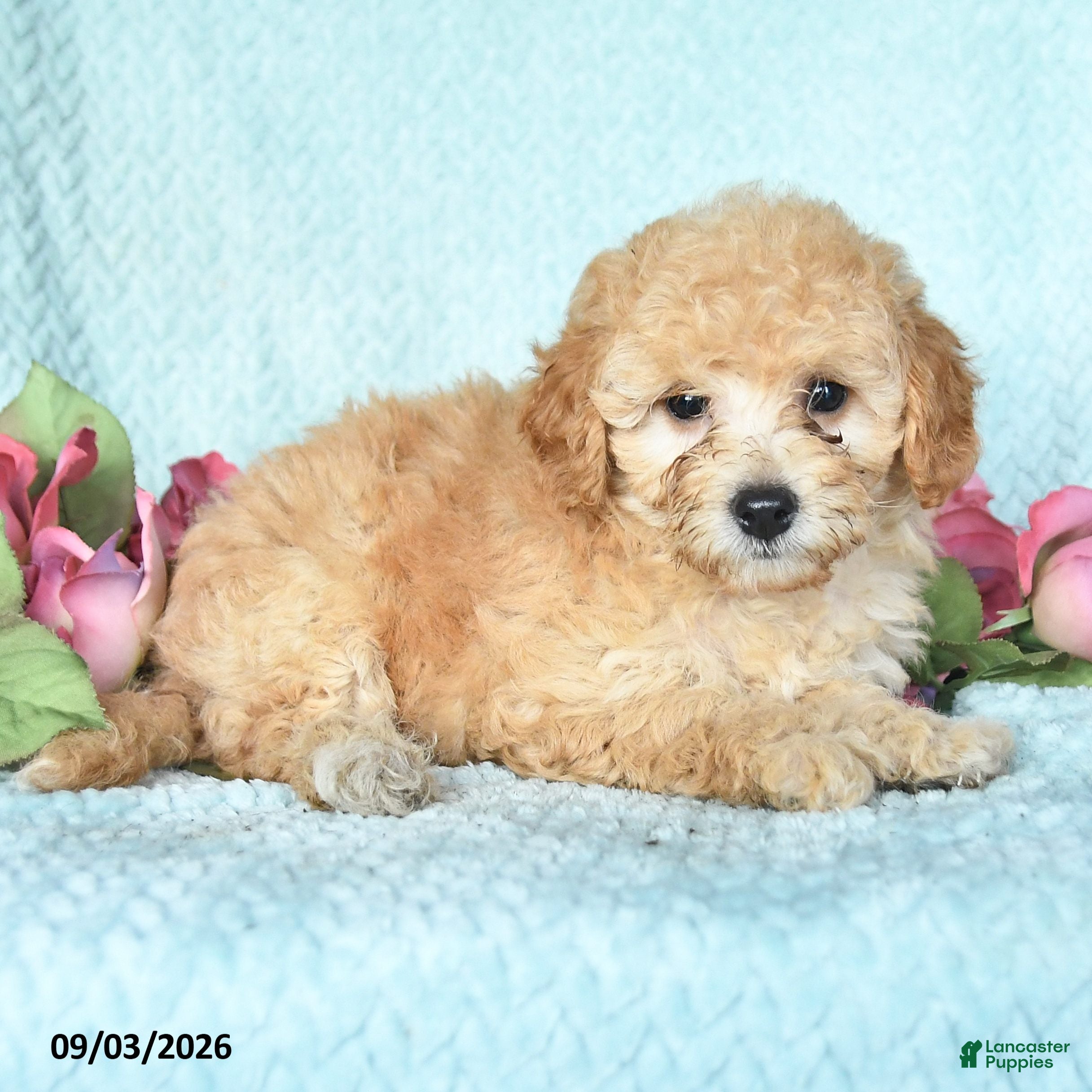 Miniature Poodle dogs Kate - Ad 2