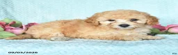 Miniature Poodle dogs for sale: Kate - Ad 2