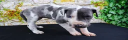 Great Dane dogs for sale: Cujo - Ad 5