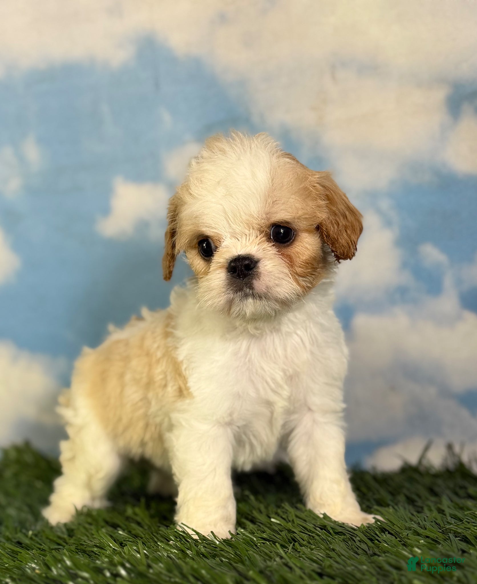 Cavapoo dogs Ginseng - Ad 1