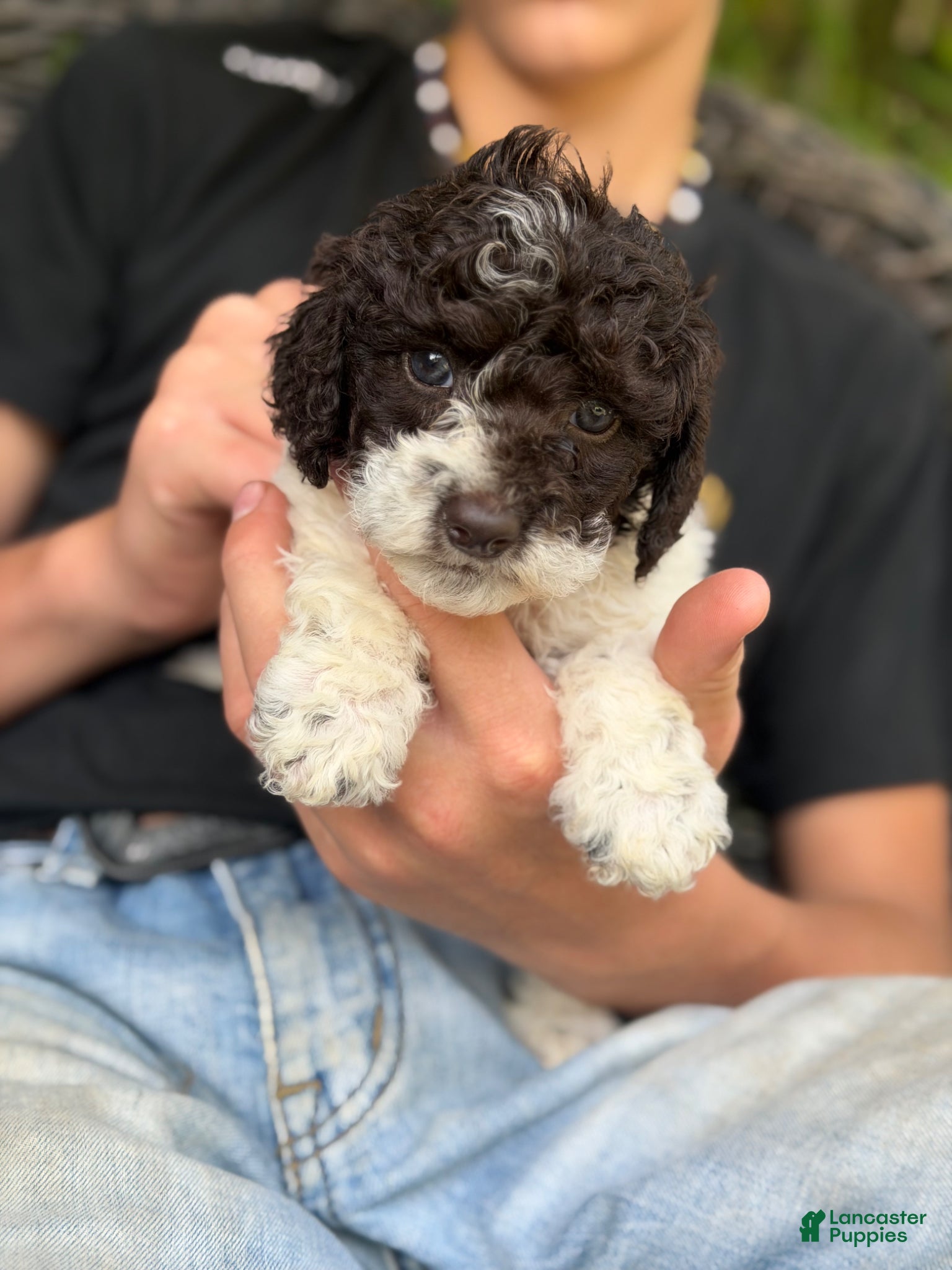 Cockapoo dogs Cockapoo Puppy 3 - Ad 15