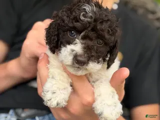Cockapoo dogs Cockapoo Puppy 3 - Ad 15