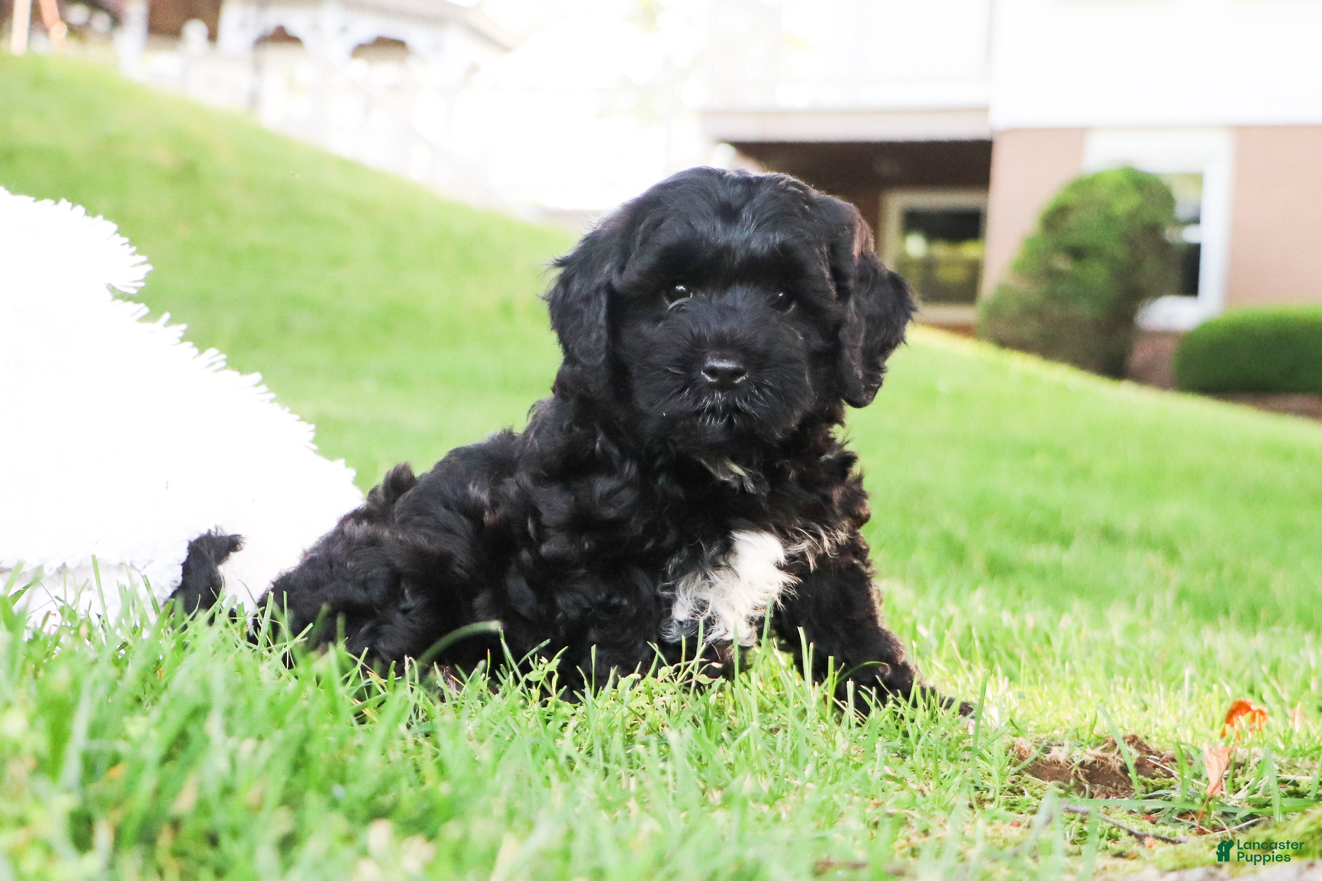 Cavapoo dogs Randall - Ad 1