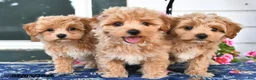 Maltipoo dogs for sale: Casper - Ad 5