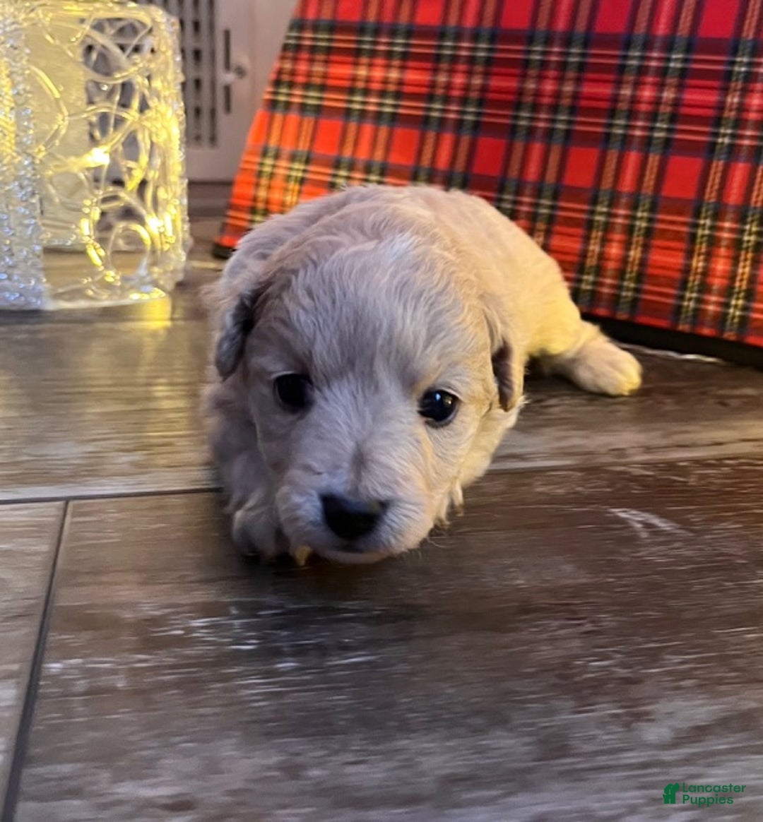 Pomapoo dogs for sale: Cindy Lou - Ad 3