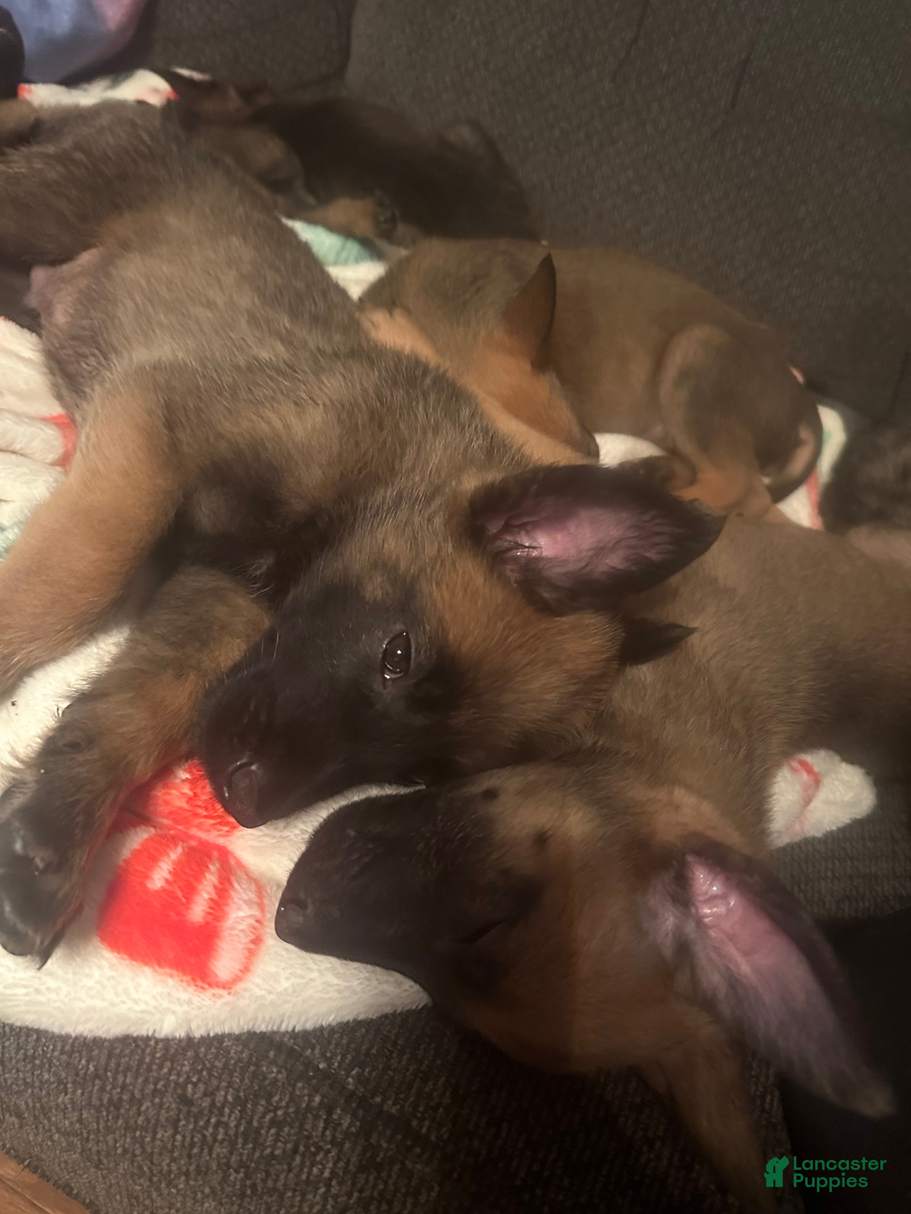 Belgian Malinois dogs Belgian Malinois Puppy 2 - Ad 29