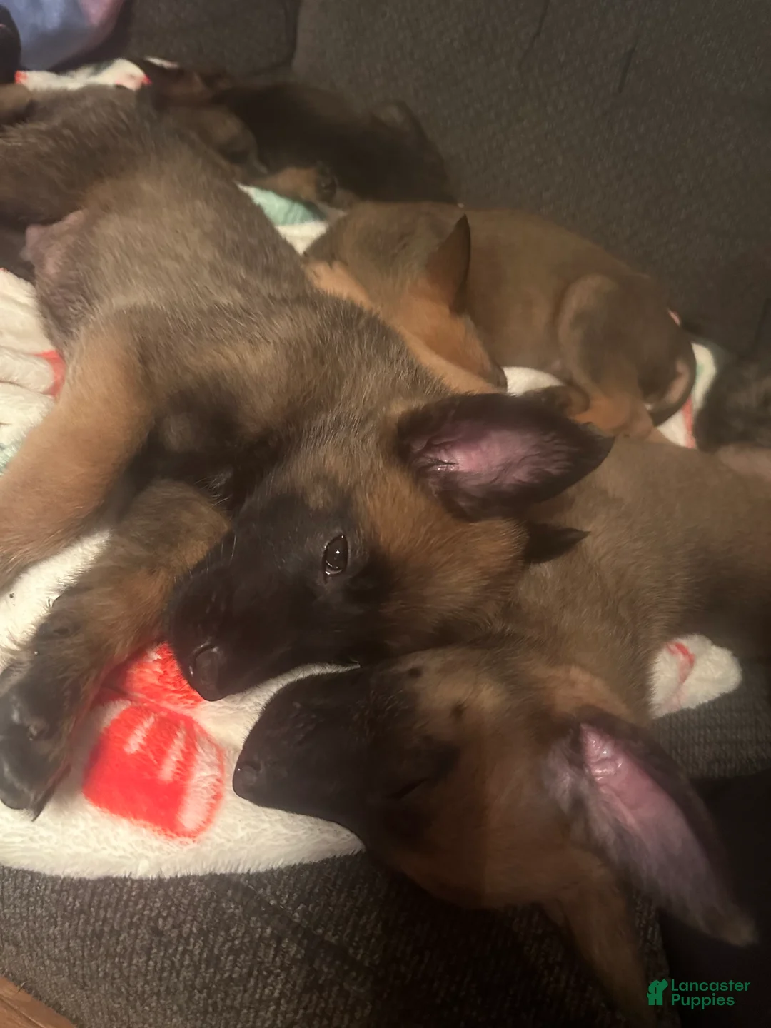 Belgian Malinois dogs for sale: Belgian Malinois Puppy 2 - Ad 1