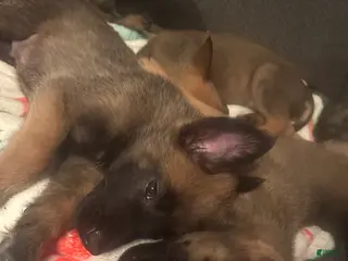 Belgian Malinois dogs Belgian Malinois Puppy 2 - Ad 29