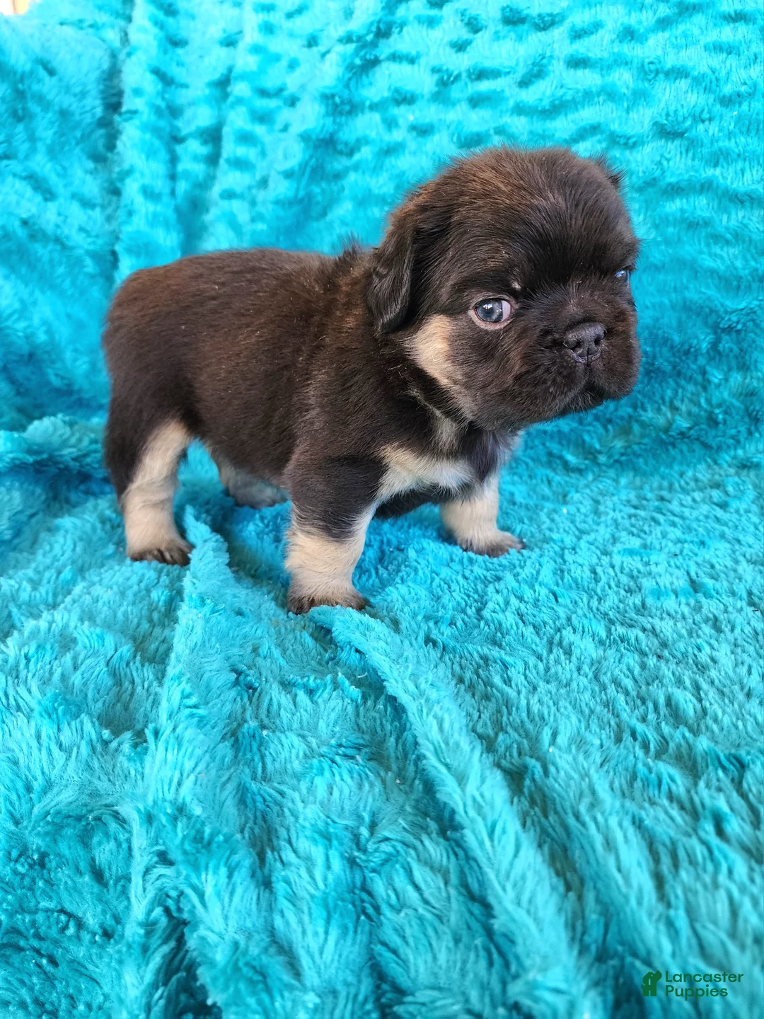 French Bulldog dogs for sale: Bear - Ad 8