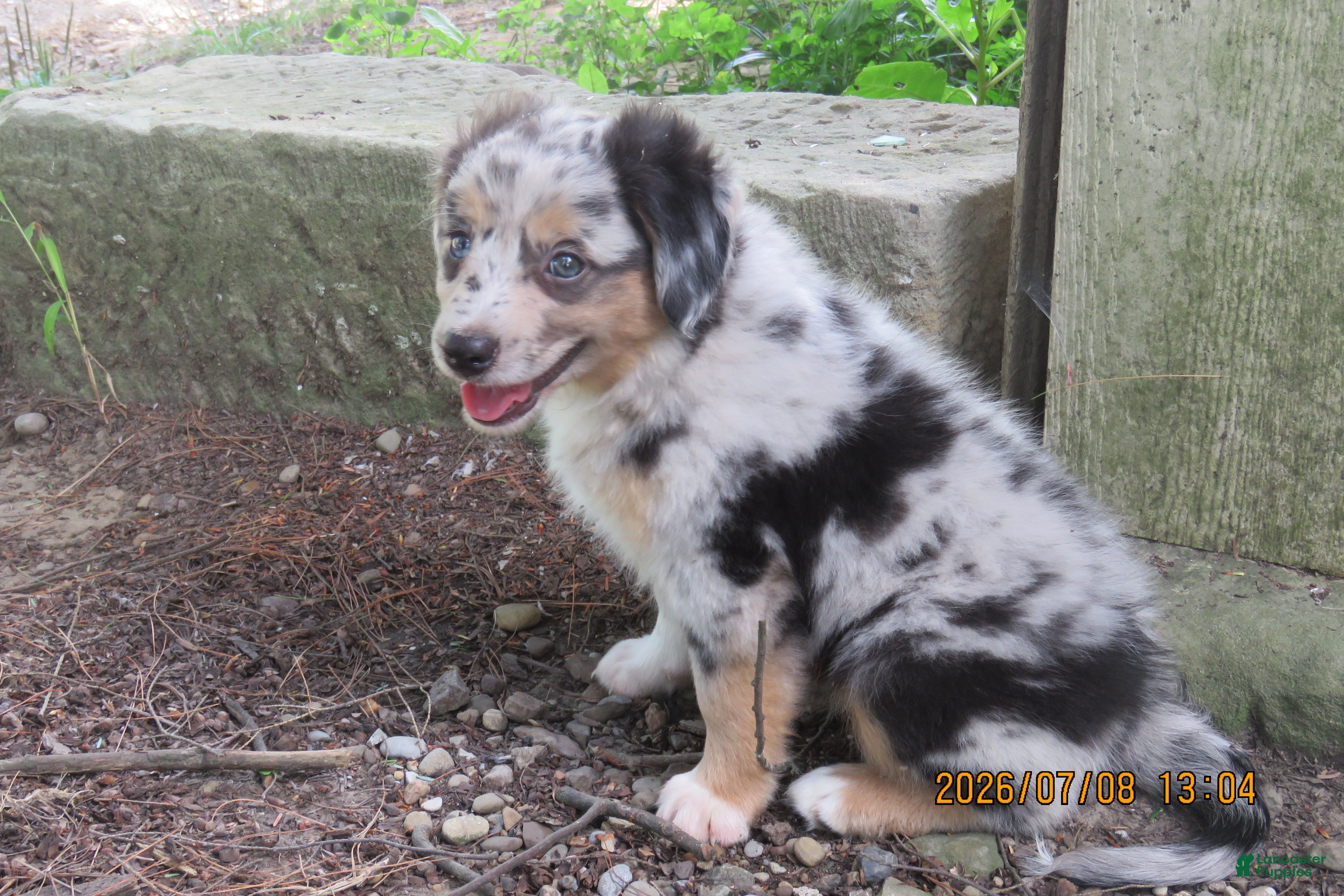 Miniature Australian Shepherd dogs Honey - Ad 2