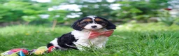 Cavapoo dogs for sale: Missy - Ad 3