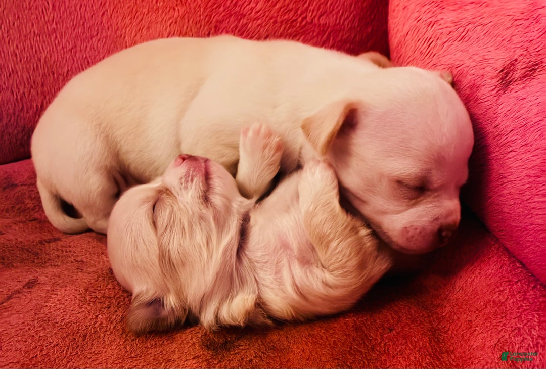 Chihuahua dogs for sale: Chihuahua Puppy 1 - Ad 2
