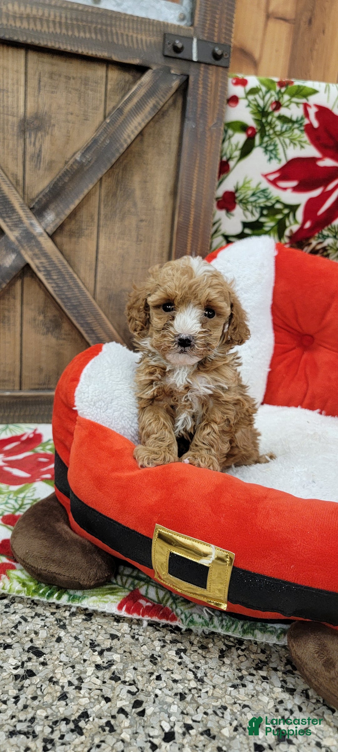 Toy Poodle dogs for sale: Moses - Ad 5