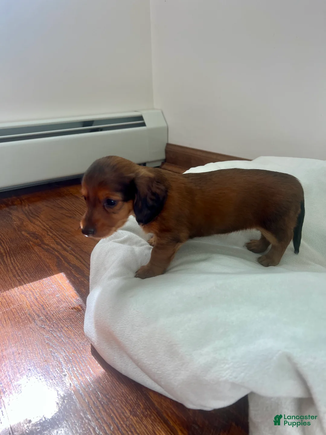Miniature Dachshund dogs for sale: Brownie - Ad 3
