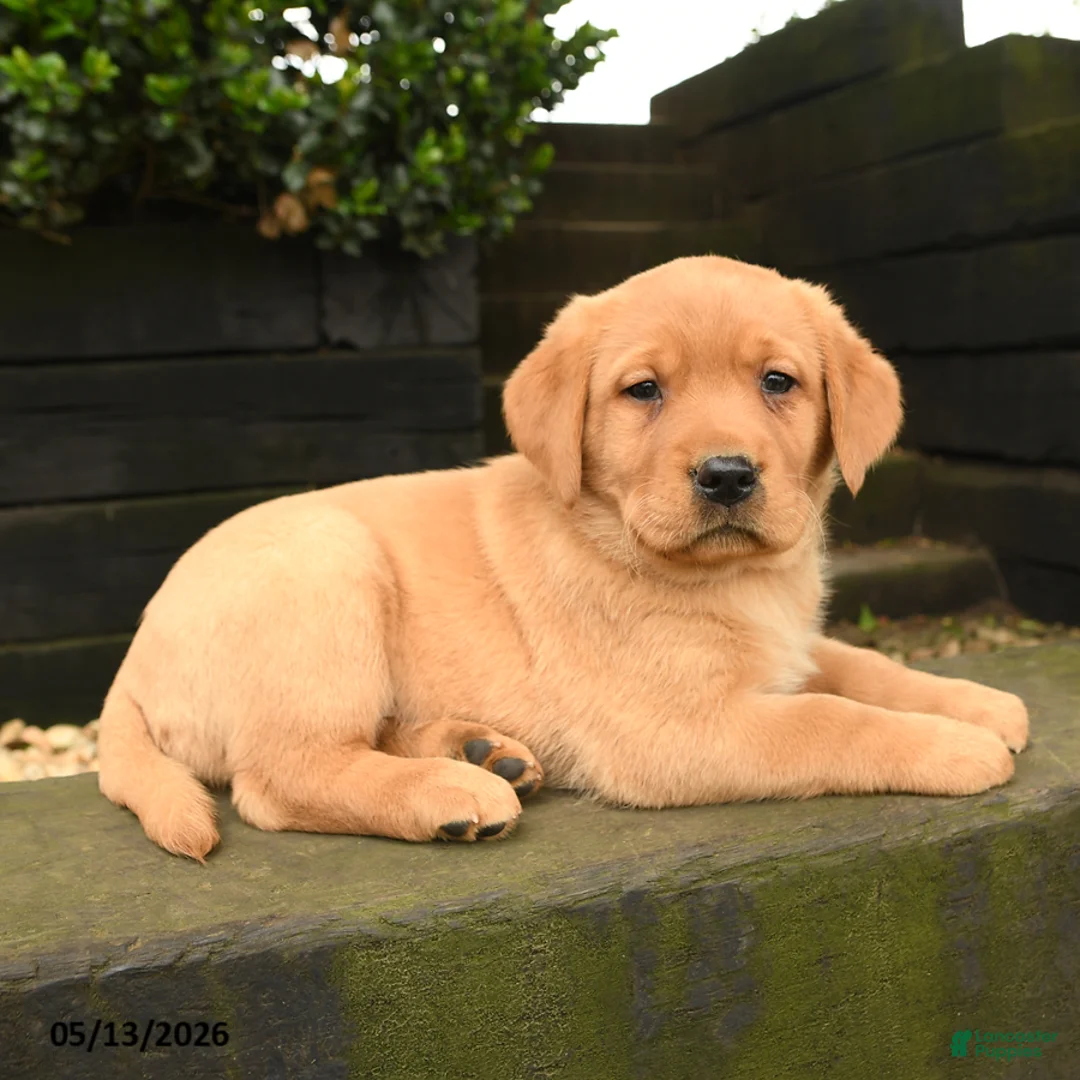 Labrador Retriever dogs for sale: Peaches - Ad 2