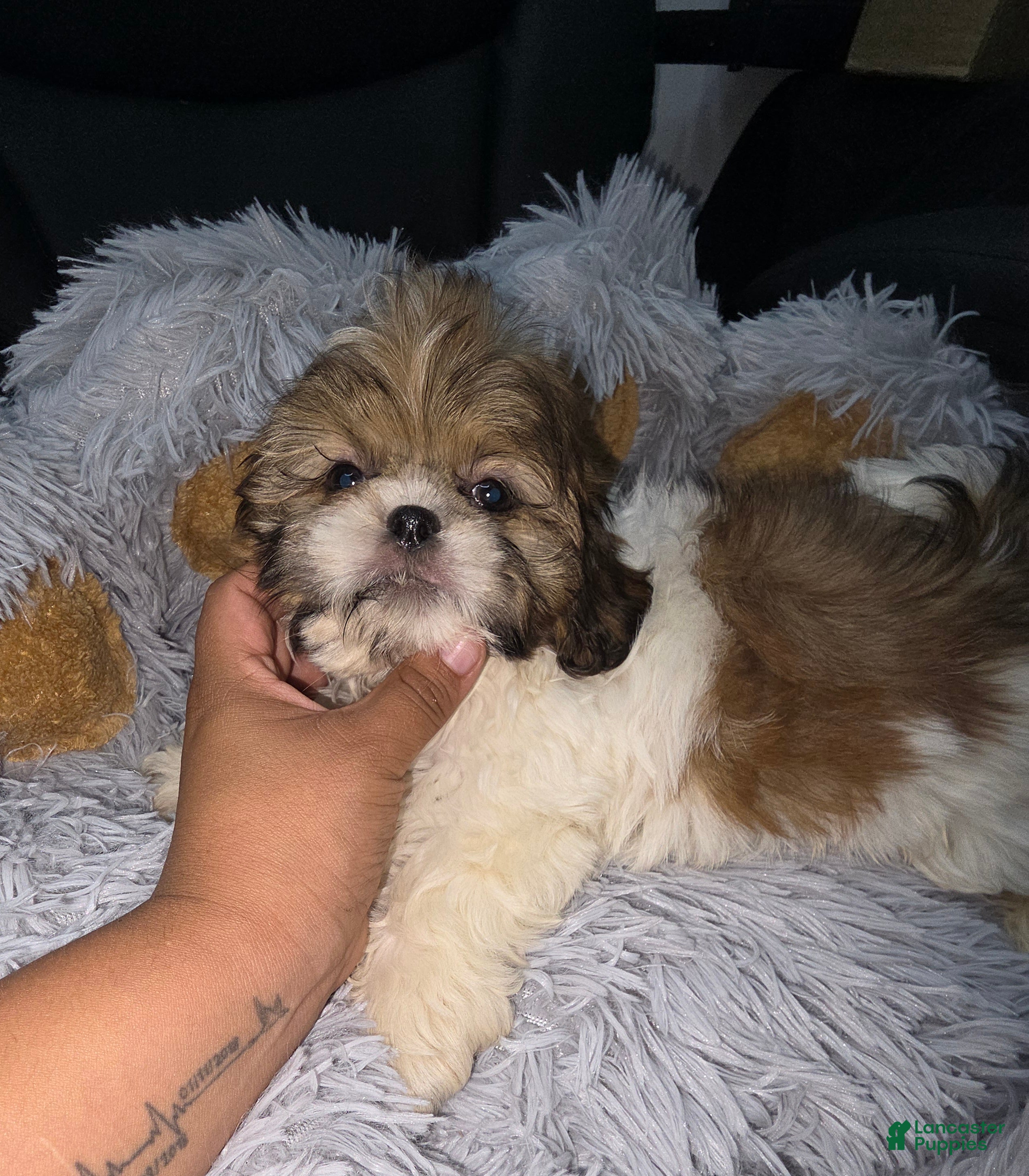 Shih Tzu dogs Shih Tzu 1 Nico - Ad 1