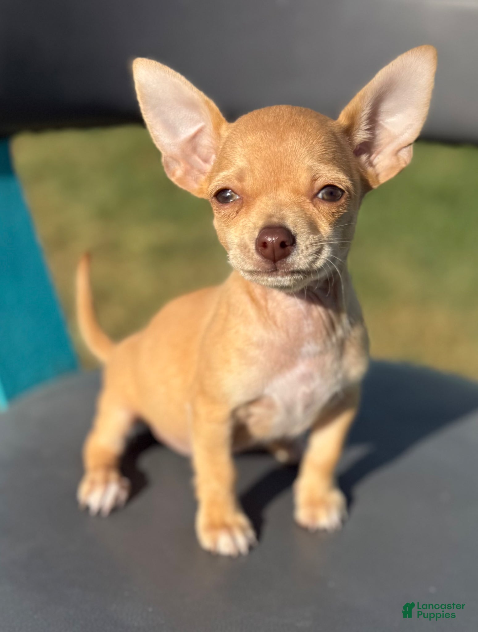 Chihuahua dogs Chihuahua Puppy 2 - Ad 2