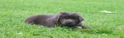 Newfoundland dogs for sale: Ulyssa - Ad 7