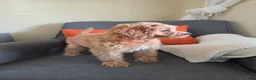 Cavapoo dogs for sale: Gilmore - Ad 3