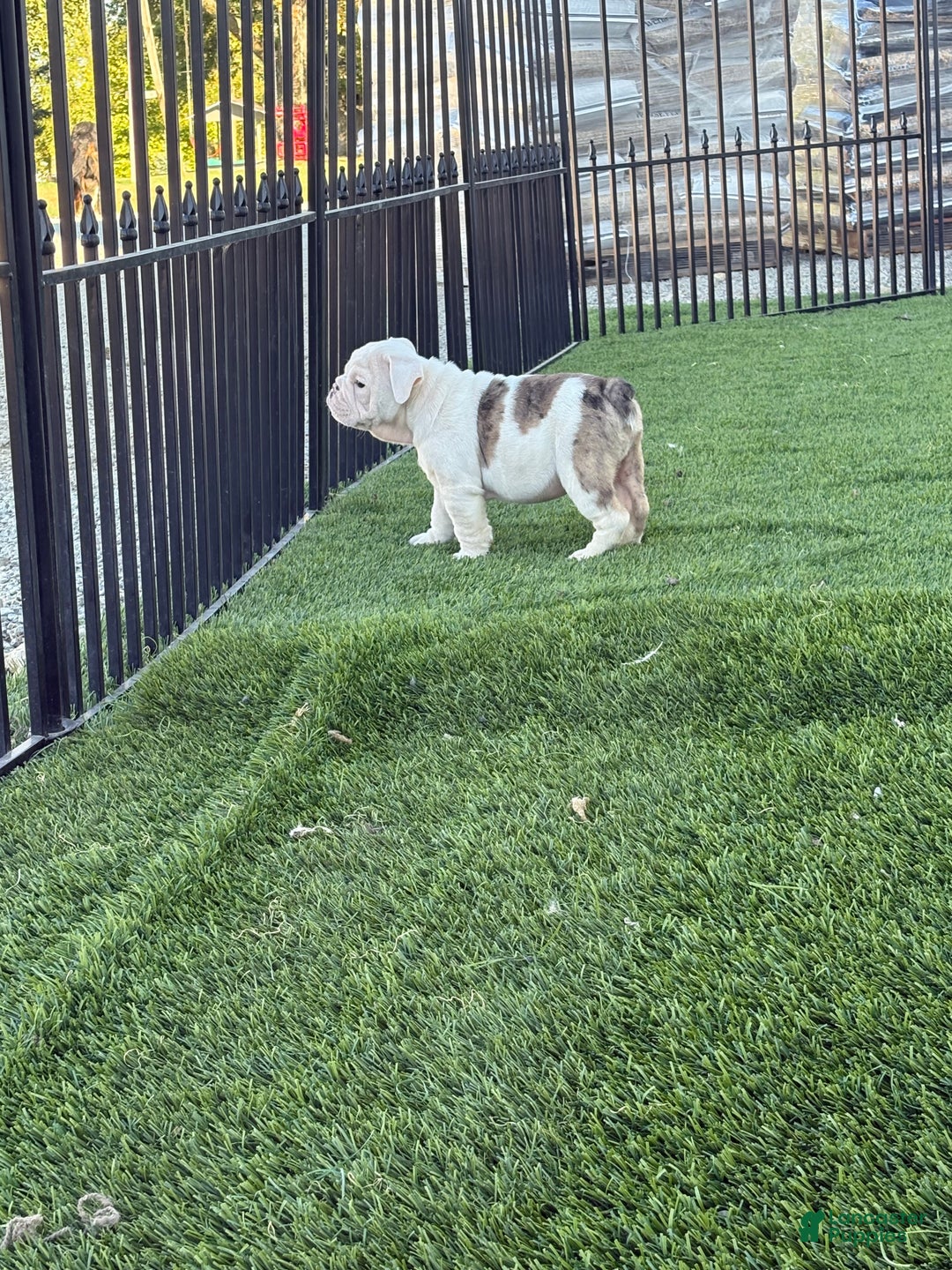 English Bulldog dogs for sale: Boston  - Ad 4