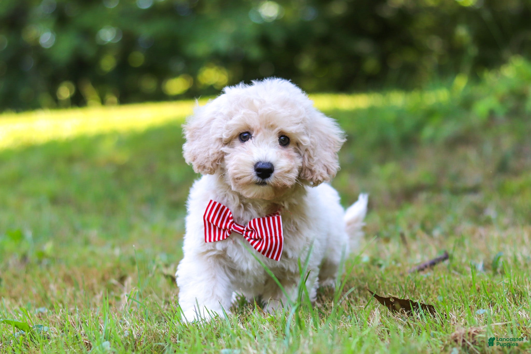 Bichpoo dogs Milo - Ad 1