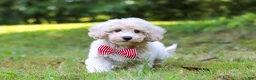 Bichpoo dogs for sale: Milo - Ad 1
