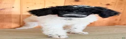 Standard Poodle dogs for sale: Karma - Ad 6