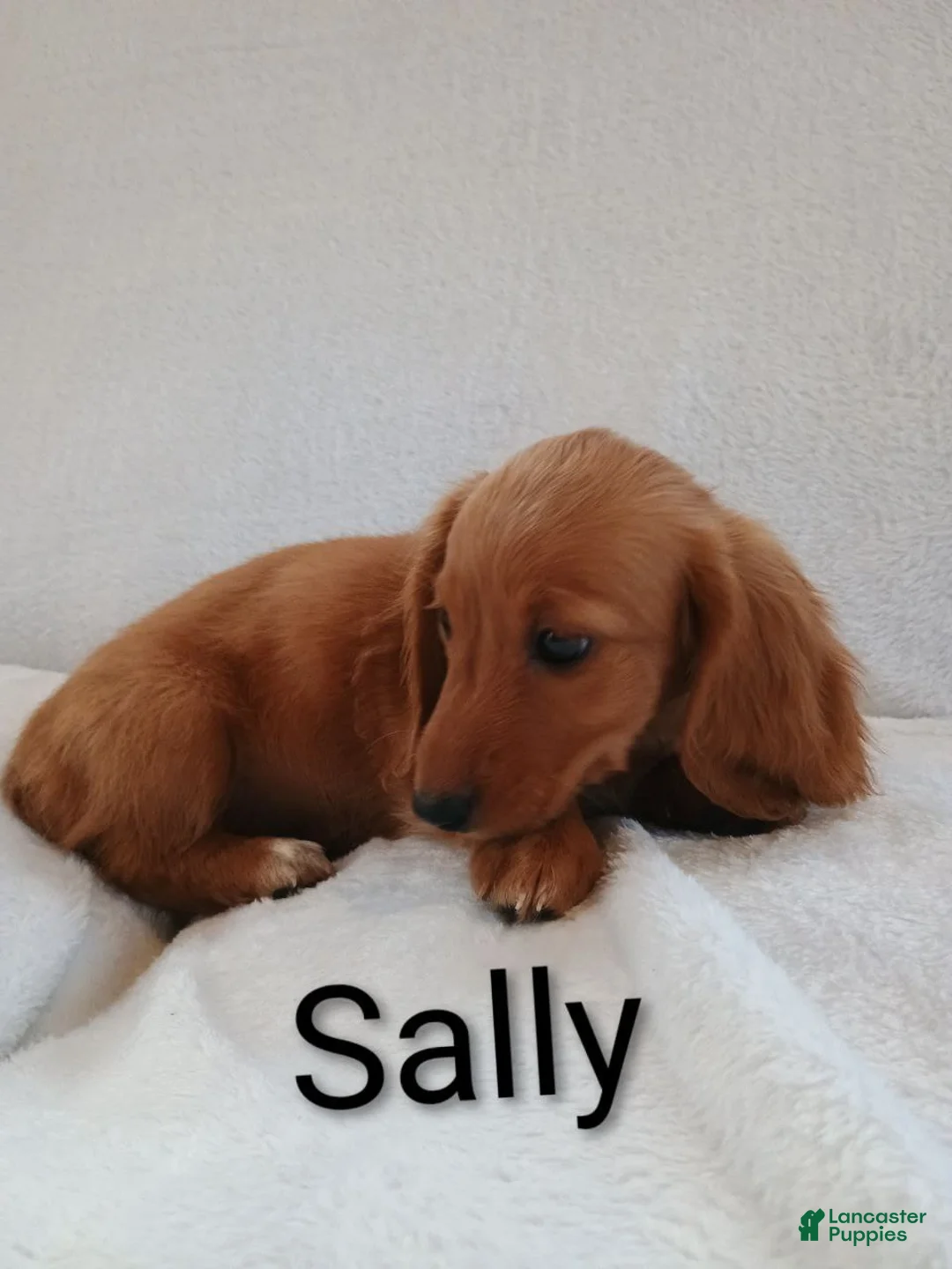Miniature Dachshund dogs for sale: Sally  - Ad 1