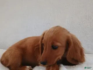 Miniature Dachshund dogs Sally - Ad 22