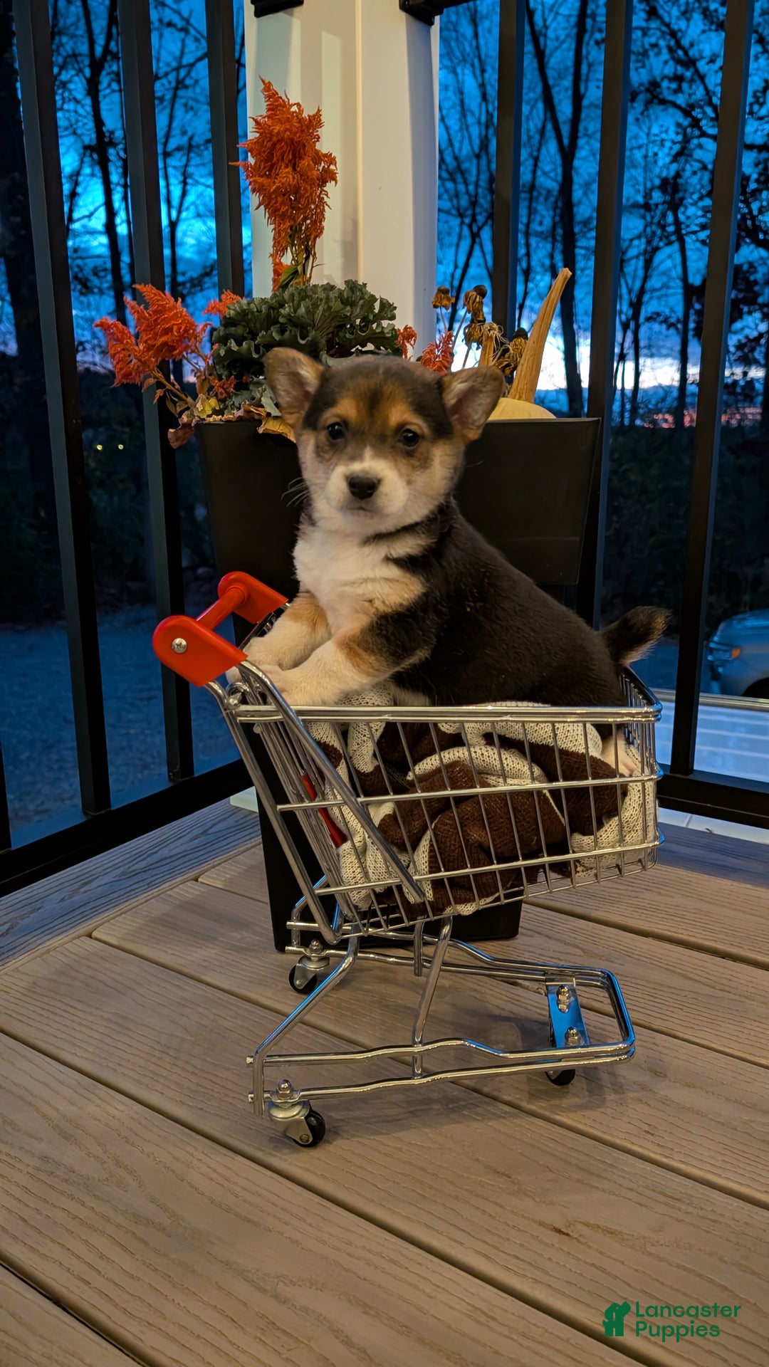 Mixed Breed dogs for sale: Milo - Ad 2