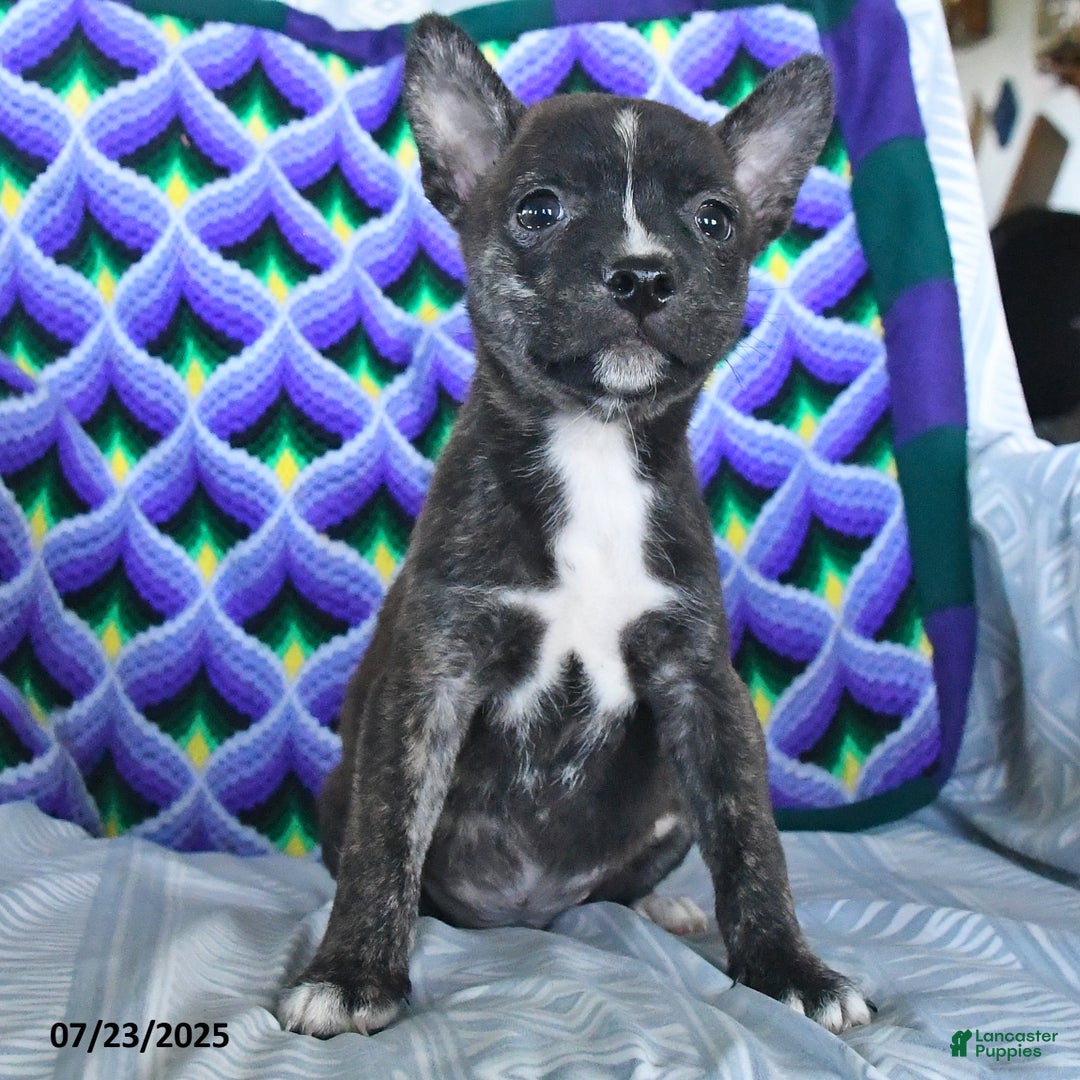 Other breed dogs for sale: Buck - Ad 11