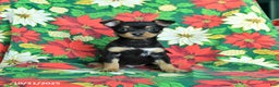 Chihuahua dogs for sale: Maple   - Ad 2