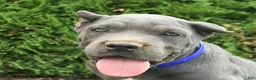Cane Corso dogs for sale: Larry  - Ad 5
