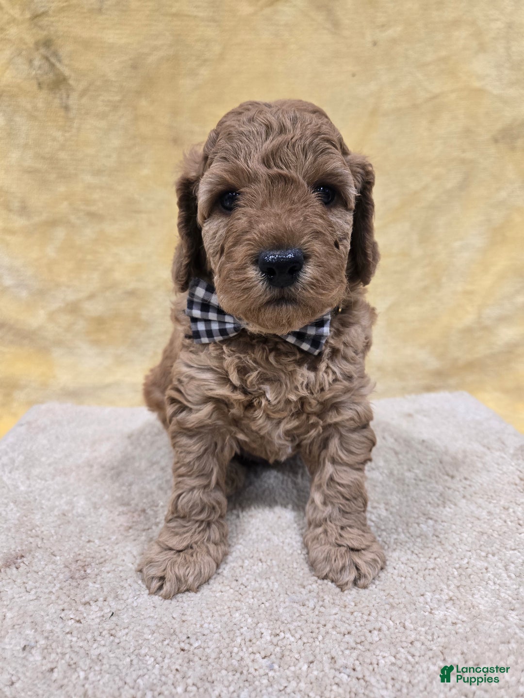 Mini Goldendoodle dogs for sale: Scout - Ad 1