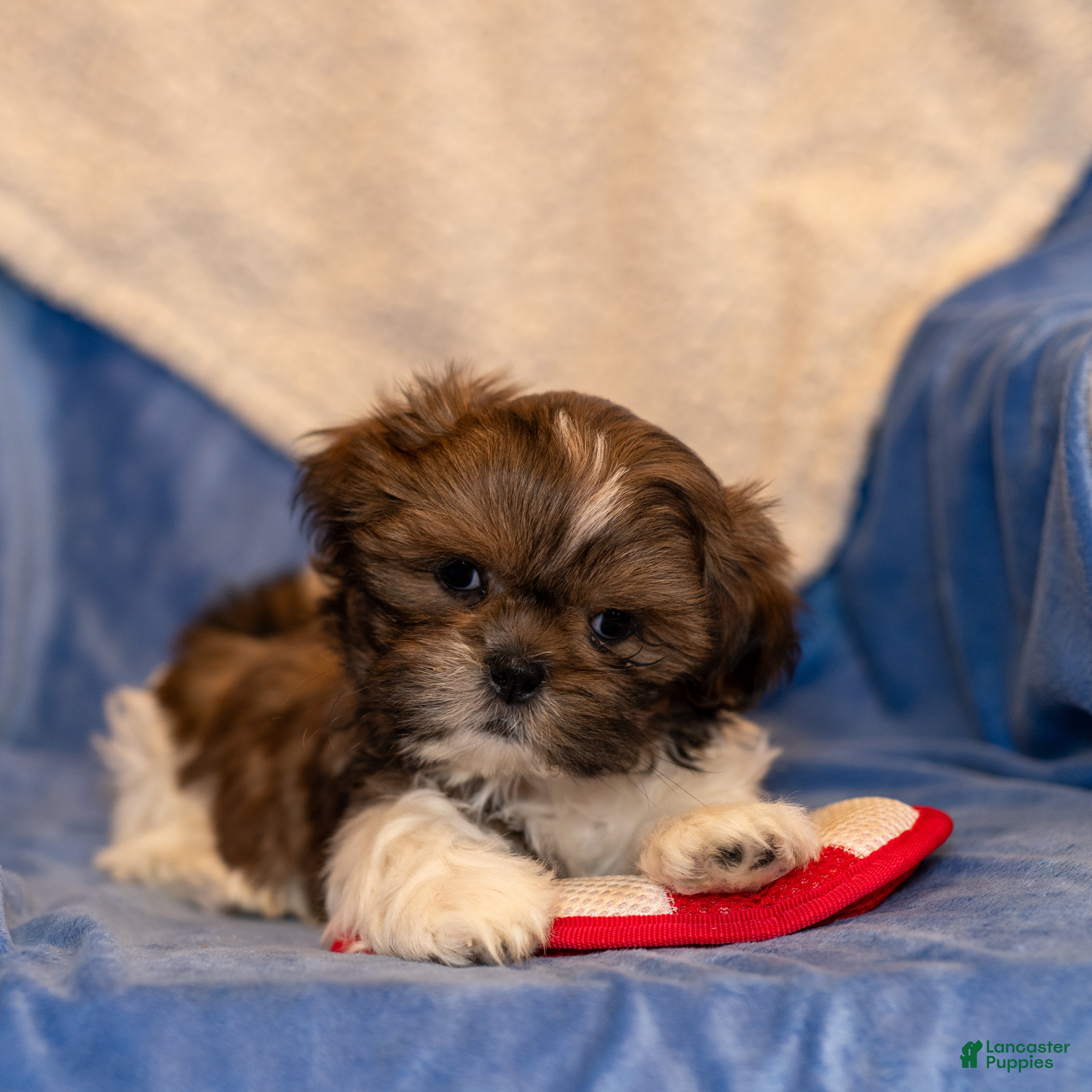 Shih Tzu dogs Danny - Ad 30