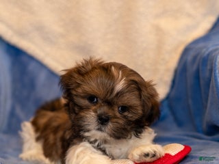 Shih Tzu dogs Danny - Ad 30
