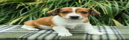 Jack Russell Terrier dogs for sale: Marlo - Ad 4