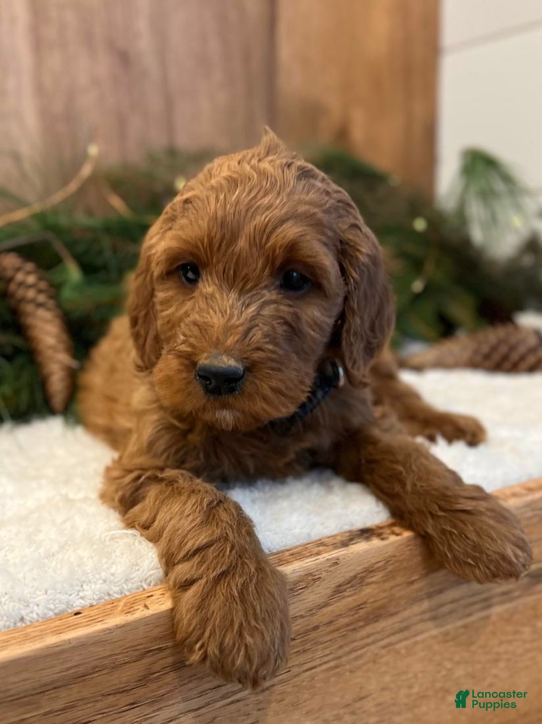 Irish Doodle dogs for sale: Frederick - Ad 6