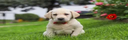 Labrador Retriever dogs for sale: Bobby - Ad 1