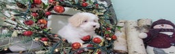 Maltipoo dogs for sale: April - Ad 8