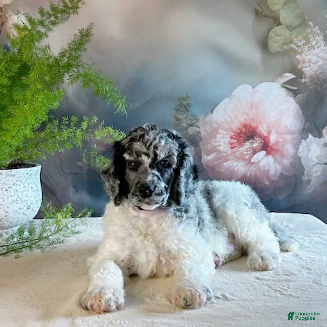 Standard Poodle dogs for sale: Tyler - Ad 3